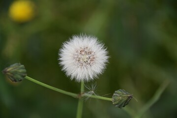 Mlecz,polne kwiaty © Iwona