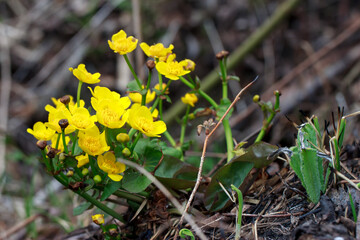 The yellow flowers