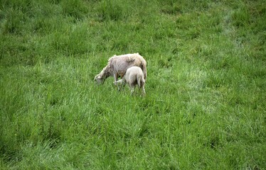 Barany pasa sie na lace © Iwona