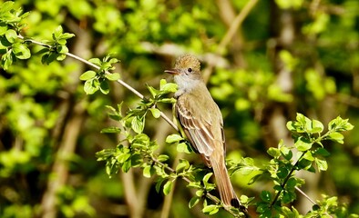 The Old World flycatchers are a large family, The family includes 324 species and is divided into 51 genera.	