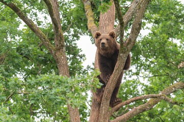 european brown bear in a tree