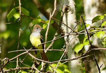 The Old World flycatchers are a large family, The family includes 324 species and is divided into...