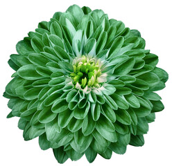 chrysanthemum flower green. Flower isolated on a white  background. No shadows with clipping path....