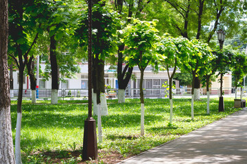 young green trees growing in a row along the alley