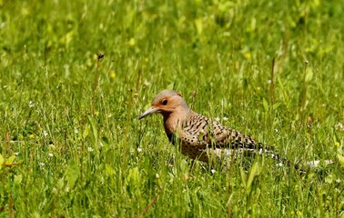 Northern flicker during breeding time. Natural scene from Wisconsin state park.	

