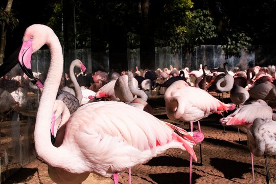 Flamingos rosa em primeiro plano, com v&aacute;rios flamingos ao fundo. Foto tirada em Foz do Igua&ccedil;u, no Parque das Aves. 