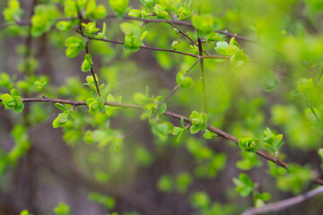 Bright green abstract background. Yong spring leaf. First green small leaves pattern with selective focus. 