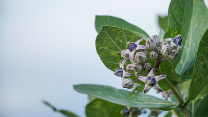 Calotropis gigantea, the crown flower