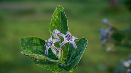 Calotropis gigantea, the crown flower