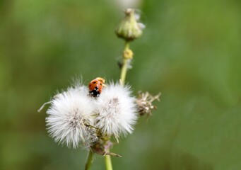 Biedronki © Iwona