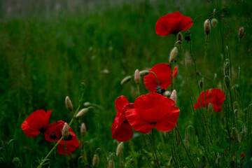 Czerwone maki na łące