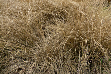Dry yellow grass. Hay background. Abstract nature pattern. 