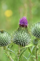 Oset ,polne kwiaty © Iwona