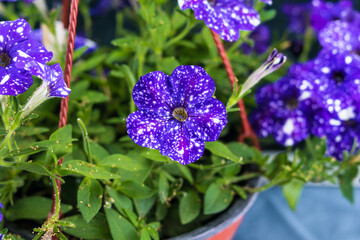 The Petunia variety starry sky was bred not so long ago but is already very popular