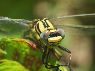 Dragonfly with amazing details