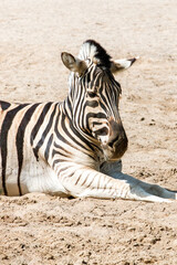 Fototapeta na wymiar Zebra (in german Zebra or Zebras) Hippotigris 