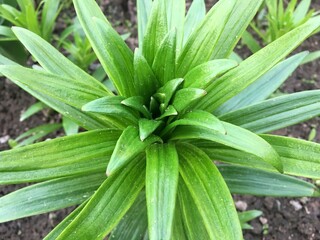 Obraz premium Juicy green grass top view close-up. Natural herbal background. High quality photo