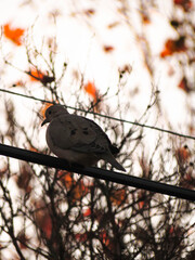 Pigeon/Bird Sideways On A City Cable In Sunny Autumn With Oranges Trees