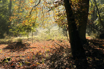 Rays of the rising sun in the forest 