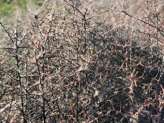 Procession caterpillar nest webs closeup covering a tree in English countryside