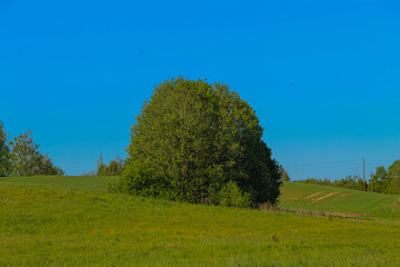 Big tree in the field. Tree in a meadow against a blue sky