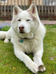 Obraz premium Husky Samoyed dog
