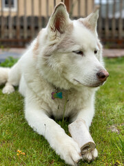 Husky Samoyed dog