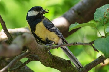 Great tit (Parus major) with feeding for young. Moravia. Czechia. Europe.