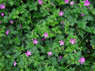 Lunaria annua - view of the green meadow overgrown with purple w