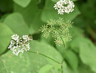 Polne Kwiaty © Iwona