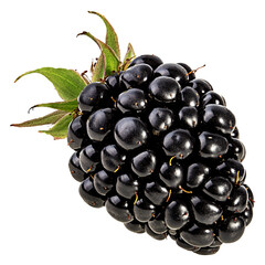 Blackberry isolated on white background with clipping path