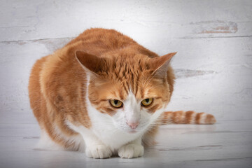 Orange and white tabby house cat sitting crouched ears pulled back unsure upset expression  