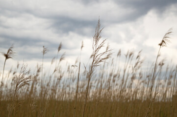 Fototapeta premium Common reed, Dry reeds, grey rainy sky, Lake with reed flowers swinging in the wind.