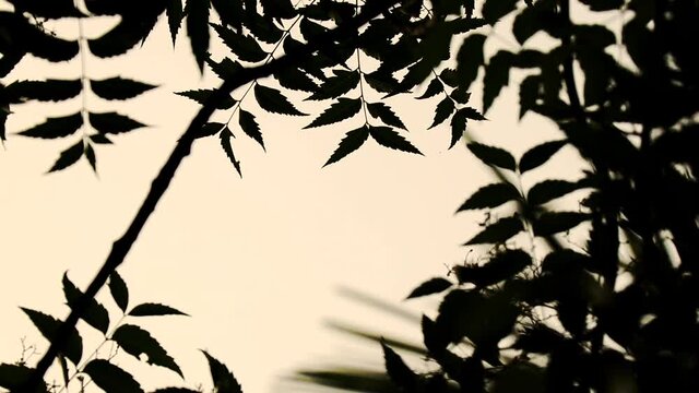 Neem New leaf with blur background, Neem leaves, Azadirachta leaves