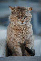 frowning cat on the street