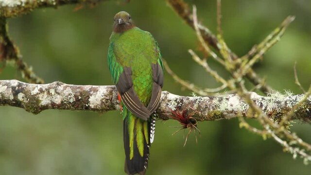 resplendent quetzal