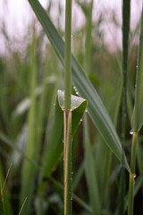 Green reed close up background. Reed vegetation detail with raindrops.