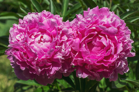 Two large pink peonies close-up grow next to each other. Beautiful photos of flowers in the gardens.