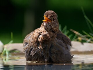 The female blackbird (Turdus merula) suffering from heat in the water. Moravia. Czechia. Europe.