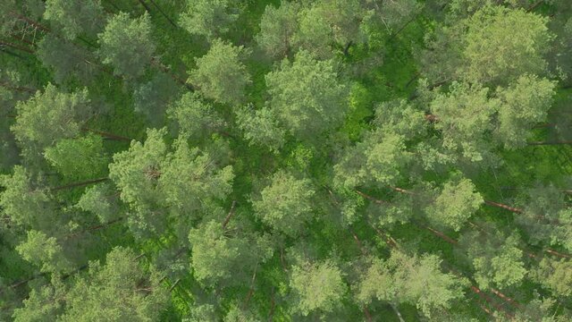 Top down forest landscape, woodland aerial. Drone flies over treetops conifers, sunny day in natural park. Green moss, grass and plants. Zoom in and spin above colorful texture in nature