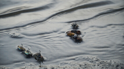 Ghost crabs (Ocypode kuhlii) are semiterrestrial crabs of the subfamily Ocypodinae. They are common shore crabs in tropical and subtropical regions throughout the world.