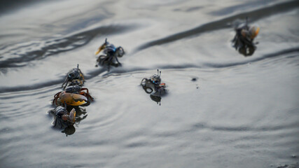 Ghost crabs (Ocypode kuhlii) are semiterrestrial crabs of the subfamily Ocypodinae. They are common...
