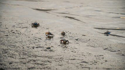 Ghost crabs (Ocypode kuhlii) are semiterrestrial crabs of the subfamily Ocypodinae. They are common shore crabs in tropical and subtropical regions throughout the world.