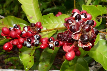 Wild Guarana shrubs with fruits (Paullinia cupana) that grows on the riverbanks near Manaus in the...