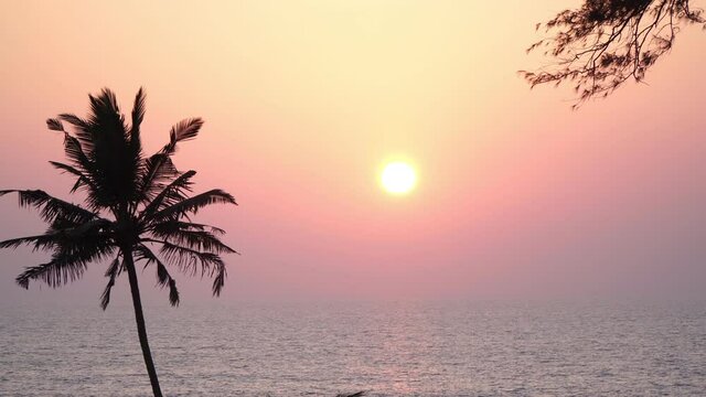 Palm tree on the background of the sea and sunset. Beautiful background