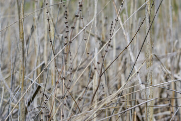 Fototapeta premium beautiful background with chaotically arranged dried plants and reeds