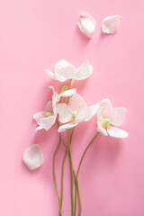 White anemones on pink background