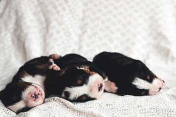 Little puppy of Bernese Mountain Dog in bed. Cute animals