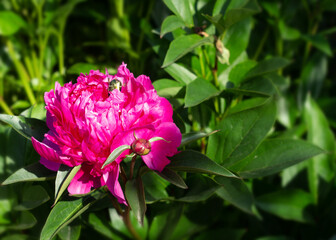 Fototapeta premium Georgeous pink peony in a full bloom. CLose up.