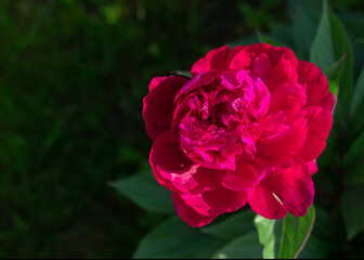 Georgeous pink peony in a full bloom. CLose up.